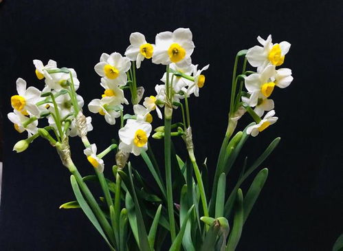 水仙花的花瓣像什么,花瓣如丝绒般柔美的自然艺术品