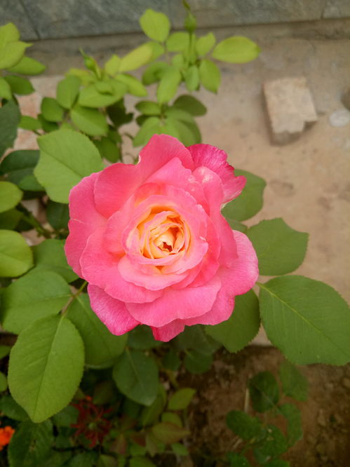 什么是月季生花苞呢怎么养,月季生花苞的奥秘与养护之道