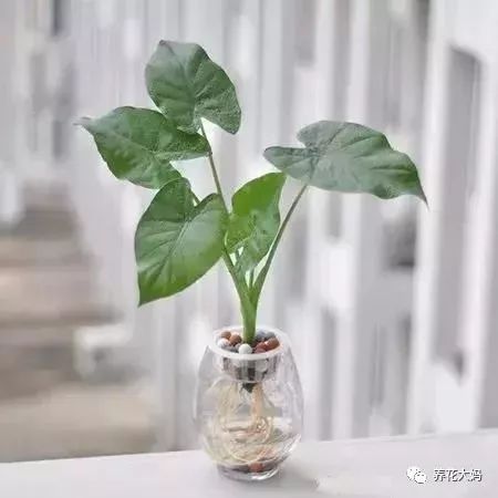 滴水观音怎么养,打造家居绿意盎然