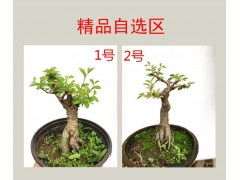 榆树盆栽怎么留根
