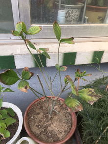 栀子花叶子干枯怎么办,栀子花叶子干枯的常见原因及解决方法