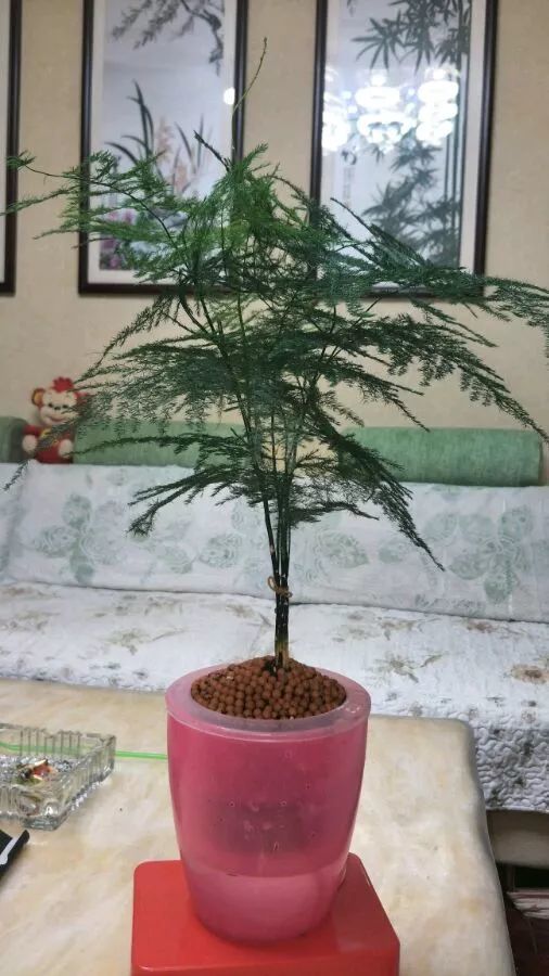 文竹水培多久生根,多久能成功生根？
