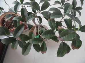 桂花是管什么病的,防治病虫害的天然良药