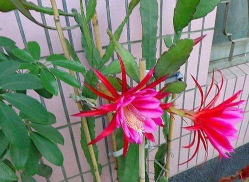 令箭花长什么样,形态独特,色彩斑斓的植物奇观