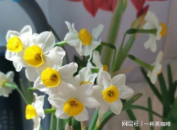 水仙花开花后如何处理,水仙花盛开后的养护与处理攻略
