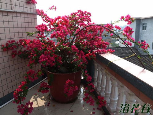 三角梅怎么养,打造繁花似锦的美丽家园