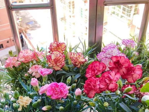 康乃馨的花苗怎么迁插,培育繁花似锦的秘诀