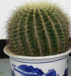 仙人掌怎么养,打造健康美丽的多肉植物