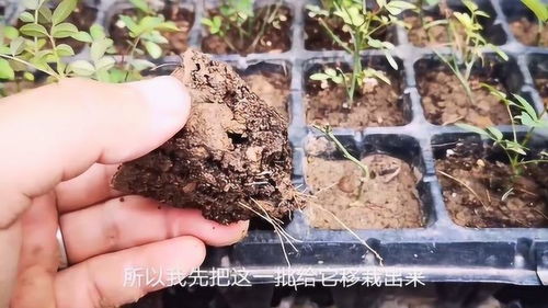 水培月季如何移栽上盆,轻松实现美丽绽放