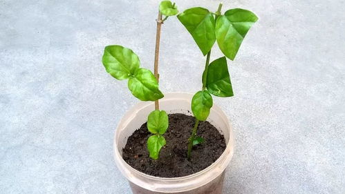 用茎繁殖的植物有哪些,茎繁殖植物的多样性与应用概述