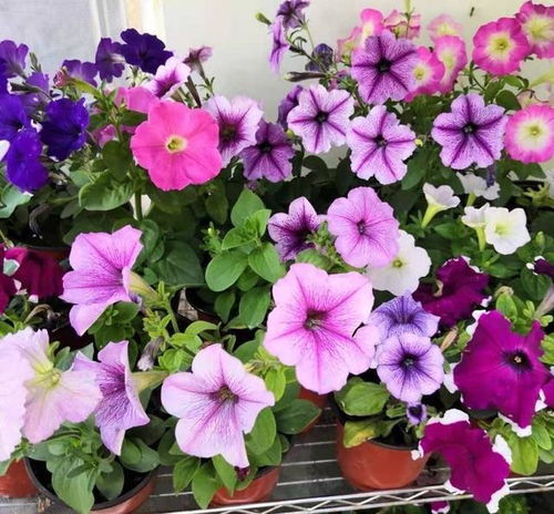 篮雪花如何栽种,从播种到收获的全程攻略