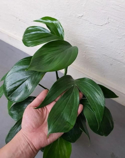 麒麟尾的植物怎么养,打造家中绿意盎然