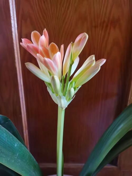 太阳没是什么花,揭秘神秘花语背后的传说与寓意
