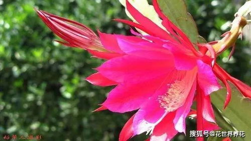 令箭荷花怎么养才开花,掌握技巧,花开富贵