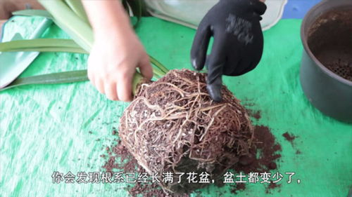 养球用什么肥,肥料选择与生长秘诀