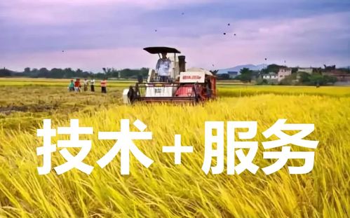 种植户要的不是便宜,花生价格“越涨越低”，种植户们为何如此焦虑？