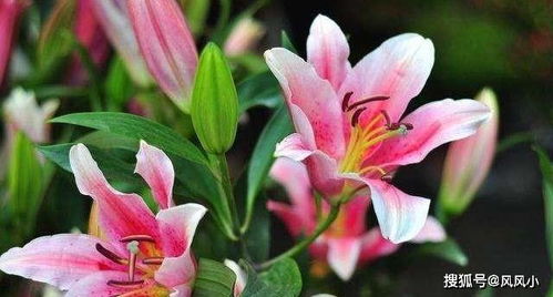 百合如何开花久,揭秘长寿花期的秘密