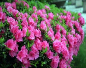 杜鹃花怎么换土,焕发新生的秘密