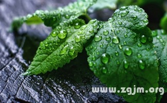 薄荷的花语是什么,永恒的爱与高尚品德的象征