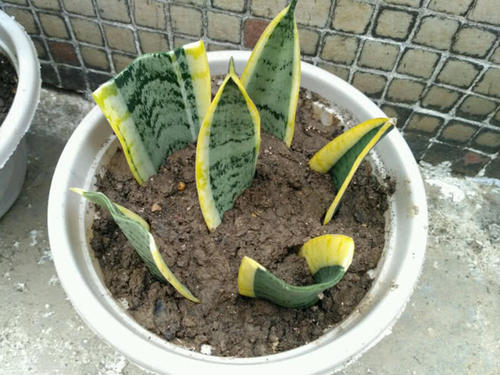 虎尾兰如何扦插栽培,轻松掌握家庭绿植繁殖技巧