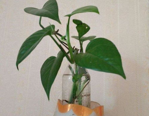 天冷如何养绿萝,温暖过冬养护指南