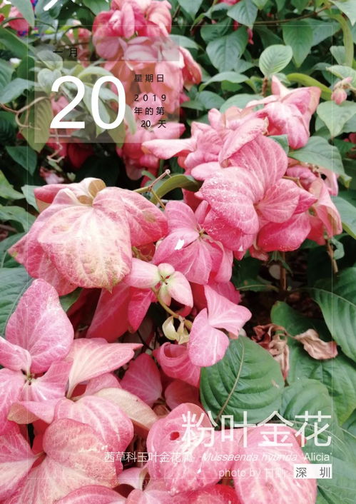 粉叶金花怎么修剪,塑造优美树形，提升观赏价值