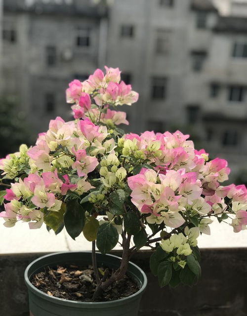 绿叶樱花三角梅怎么养,轻松养出美丽花朵