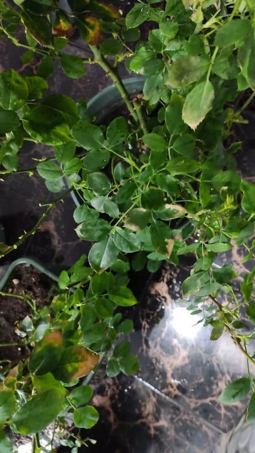 红色月季东北能种植吗冬天,红色月季,东北的冬日暖阳