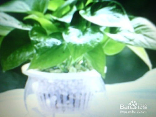 净化空气的绿植有哪些