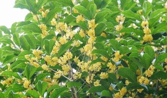 桂花有什么园林用途,桂花在园林中的多样应用与美学价值