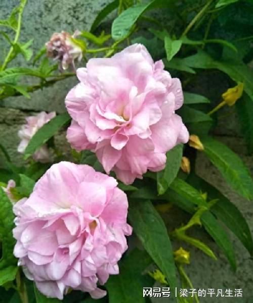 藤牡丹怎么养,打造美丽垂吊花墙