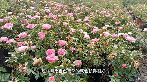 月月红怎么养,打造四季常开的花卉宝库