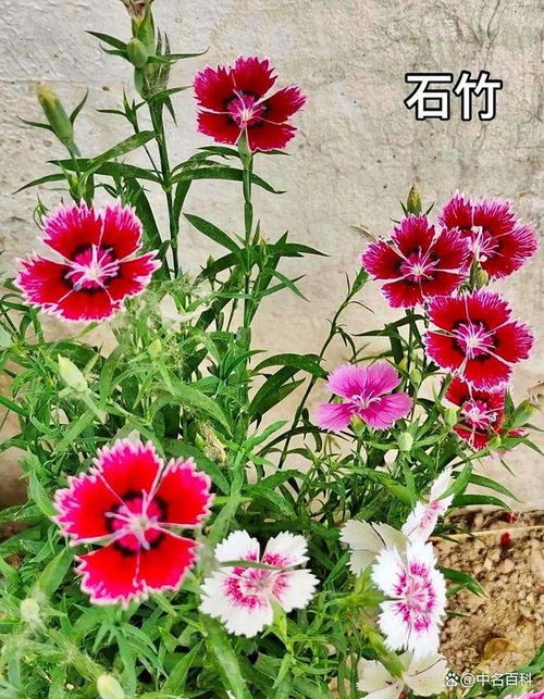 如何给石竹浇水,掌握浇水技巧,让石竹绽放美丽
