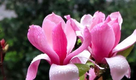 木兰花康乃罄怎么养,打造家居绿意盎然