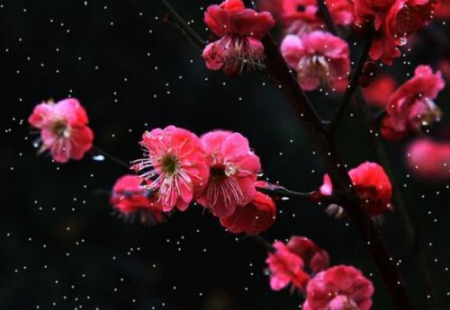 梅花的花语是什么,高洁不染——梅花花语解读