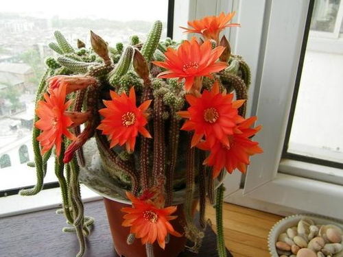 仙人指花怎么养,四季管理要点全解析