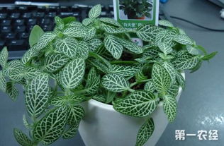 网纹草怎么养效果最好,打造最佳生长状态全攻略