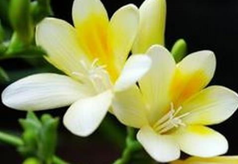 什么花是冬天花,探寻冬季盛开的花朵之美