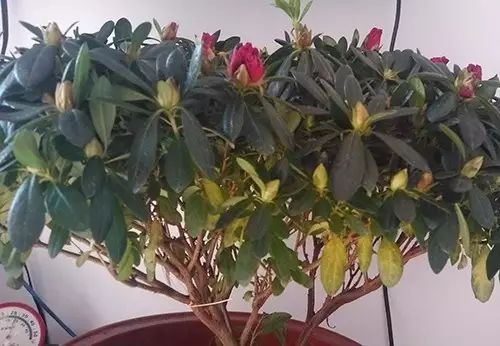 杜鹃花蔫了怎么办,杜鹃花蔫萎原因及救治全攻略
