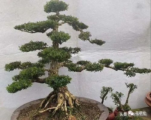 怎么让树长得变粗,打造健壮树干之道