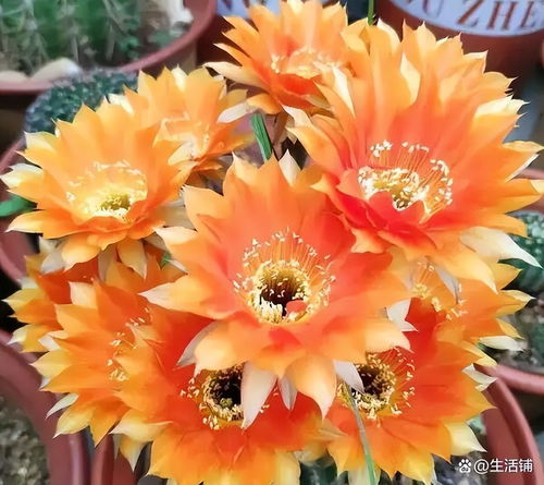 仙人球开花是什么兆头,预示好运与吉祥的神秘兆头