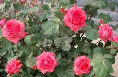 月季花怎么养,从播种到绽放的全程指南