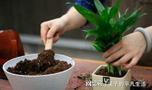 花盆养的叫什么松,培育与养护的艺术之旅