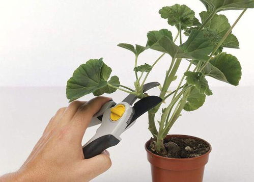 无尽夏开花后如何修剪,无尽夏开花后修剪技巧解析