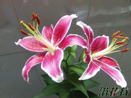 百合花能养多久,从种植到花期延长,掌握这些技巧让百合花开得更久”