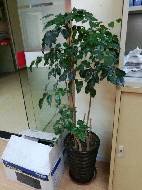 如何将幸福树换盆,轻松移植，让绿意盎然常伴左右