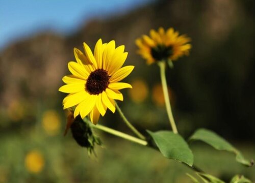 向日葵什么季节开花,向日葵的季节之歌