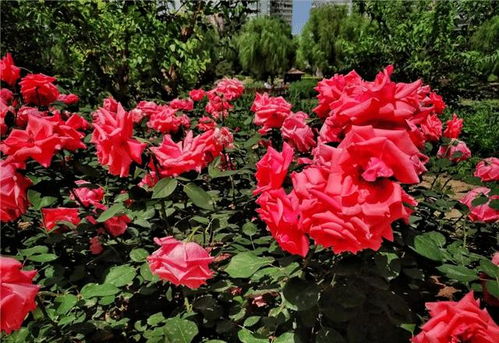 京月季怎么不开花,探究原因及解决之道