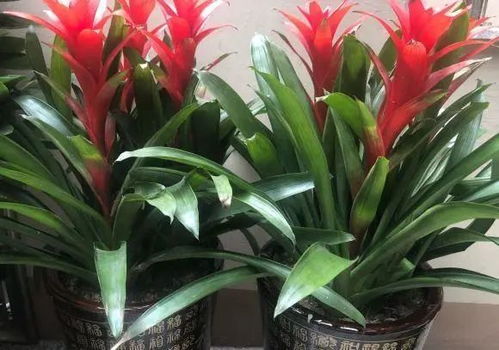 鸿运当头是什么花,揭秘寓意吉祥的幸运花