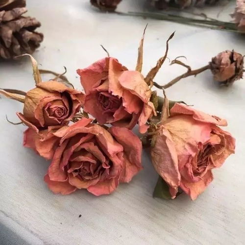 玫瑰花枯萎像什么,生命的凋零与岁月的沉思